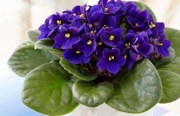 عکس گل بنفشه آفریقایی
