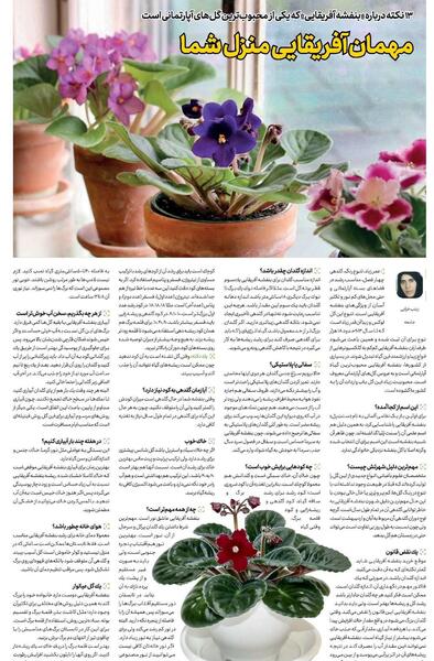 عکس گل بنفشه آفریقایی