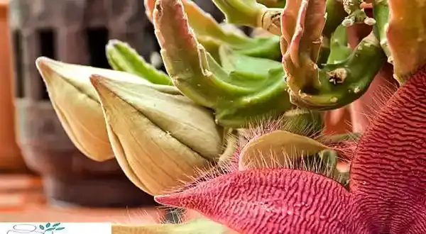 عکس گل وحشی گوشت خوار