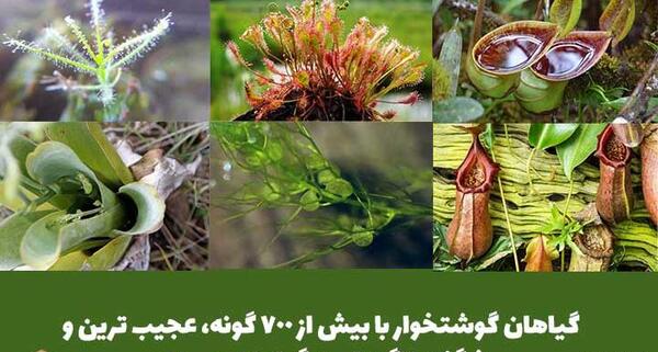 عکس گل وحشی گوشت خوار