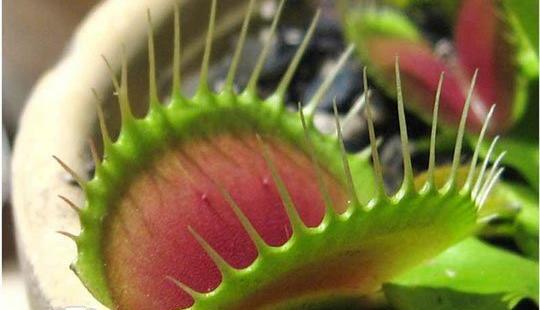 عکس گل وحشی گوشت خوار