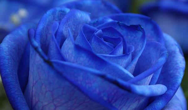 عکس گل فیروزه ای