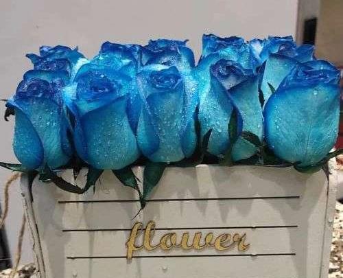عکس گل فیروزه ای