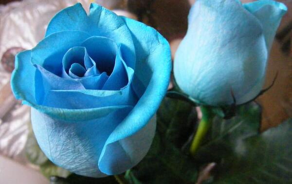 عکس گل فیروزه ای