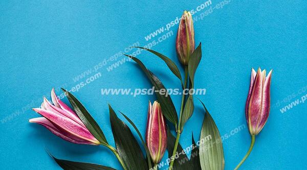 عکس گل فیروزه ای