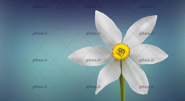 عکس گل فیروزه ای