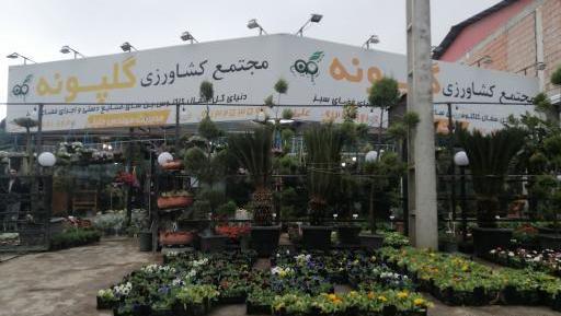 عکس گیاه گل پونه