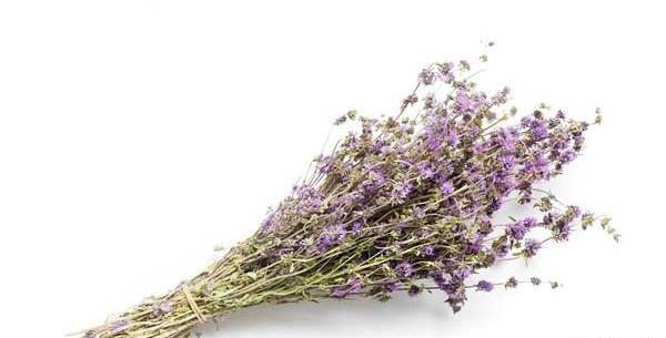 عکس گیاه گل پونه