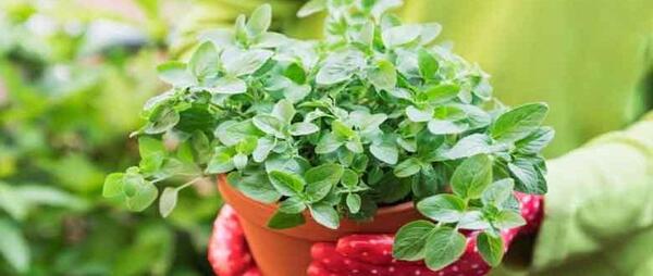 عکس گیاه گل پونه