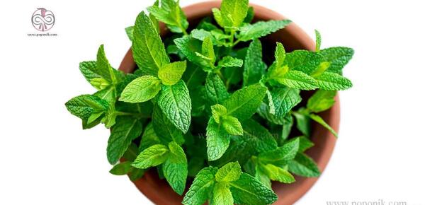 عکس گیاه گل پونه