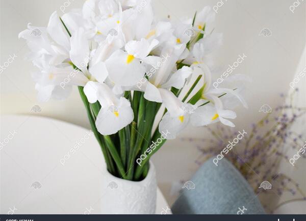 عکس گل زنبق نارنجی