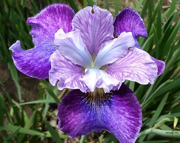 عکس گل زنبق نارنجی