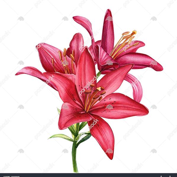عکس گل زنبق نارنجی