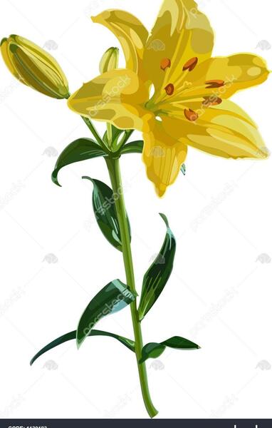 عکس گل زنبق نارنجی