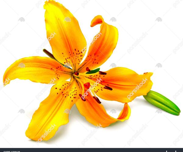 عکس گل زنبق نارنجی