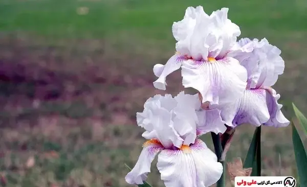 عکس گل زنبق نارنجی