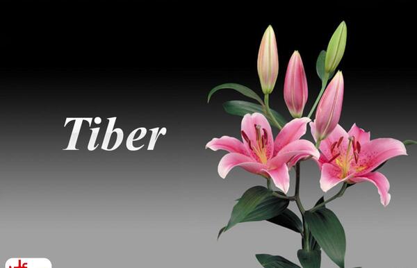 عکس گل لیلیوم اورینتال