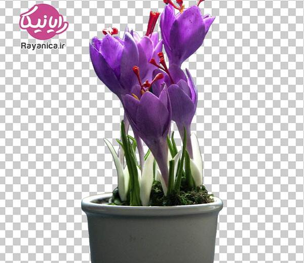 عکس با کیفیت از گل زعفران