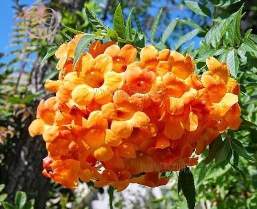عکس گل پیچ اناری