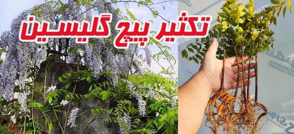 عکس گل پیچ اناری