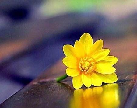 عکس پروفایل گل شکسته