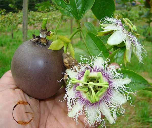 عکس میوه گل ساعتی