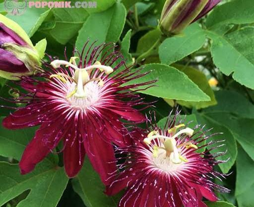 عکس میوه گل ساعتی