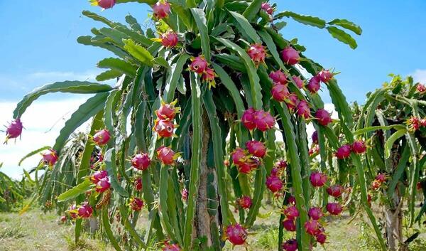 عکس میوه گل ساعتی