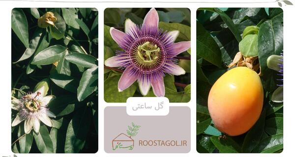 عکس میوه گل ساعتی