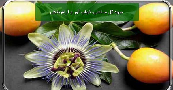 عکس میوه گل ساعتی