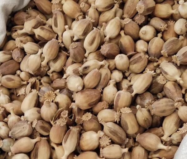 عکس گل خشخاش سفید