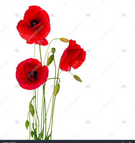 عکس گل خشخاش سفید