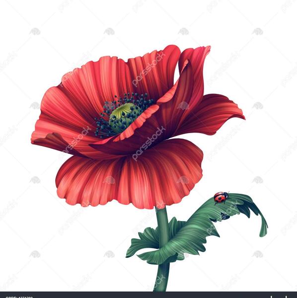 عکس گل خشخاش سفید