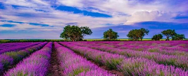 عکس گل پونه های وحشی