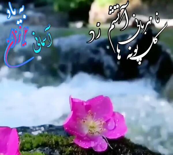 عکس گل پونه های وحشی