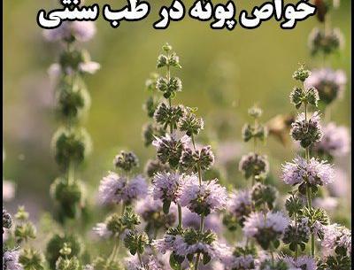 عکس گل پونه های وحشی