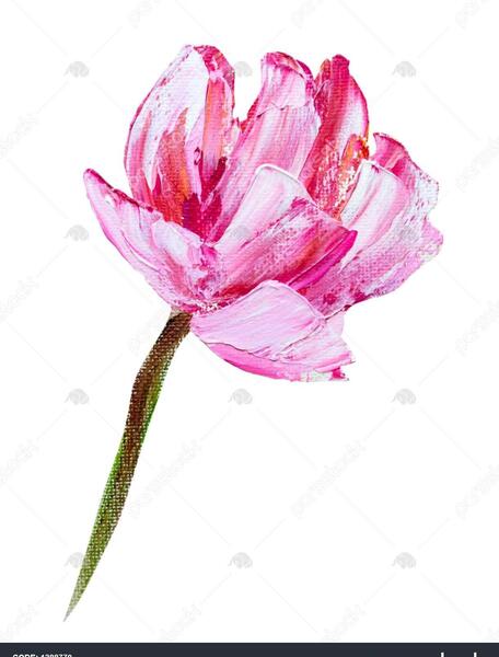 عکس گل پونه های وحشی