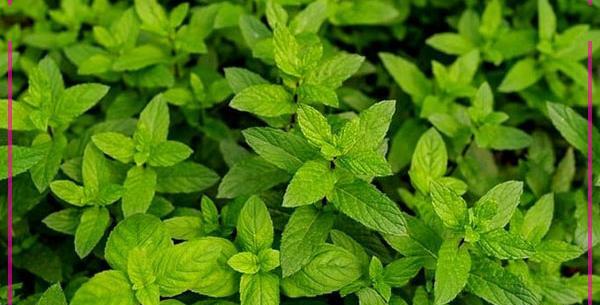 عکس گل پونه های وحشی
