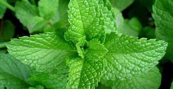 عکس گل پونه های وحشی