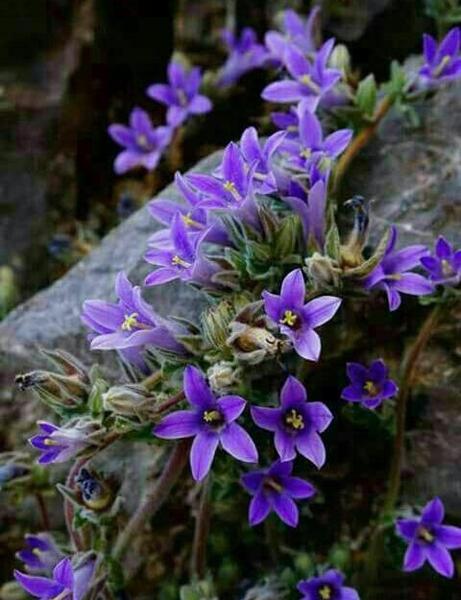 عکس گل پونه های وحشی