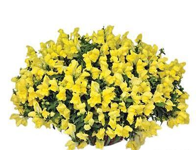 عکس گل میمون زرد