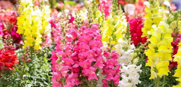 عکس گل میمون زرد
