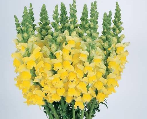 عکس گل میمون زرد
