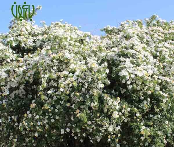 عکس گل نسترن وحشی