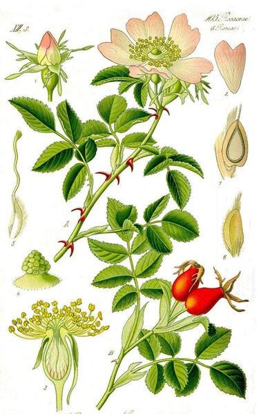 عکس گل نسترن وحشی