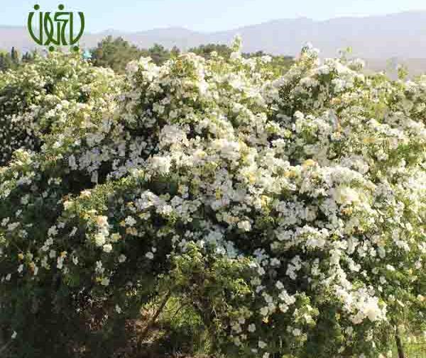 عکس گل نسترن وحشی