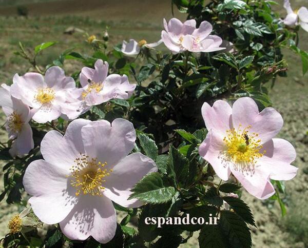 عکس گل نسترن وحشی