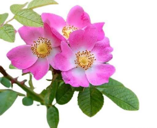 عکس گل نسترن وحشی