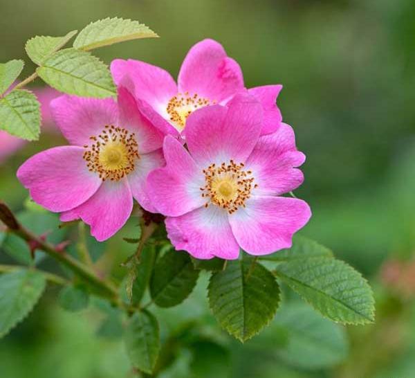 عکس گل نسترن وحشی