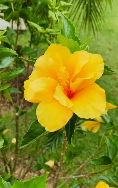 عکس گل نسترن وحشی